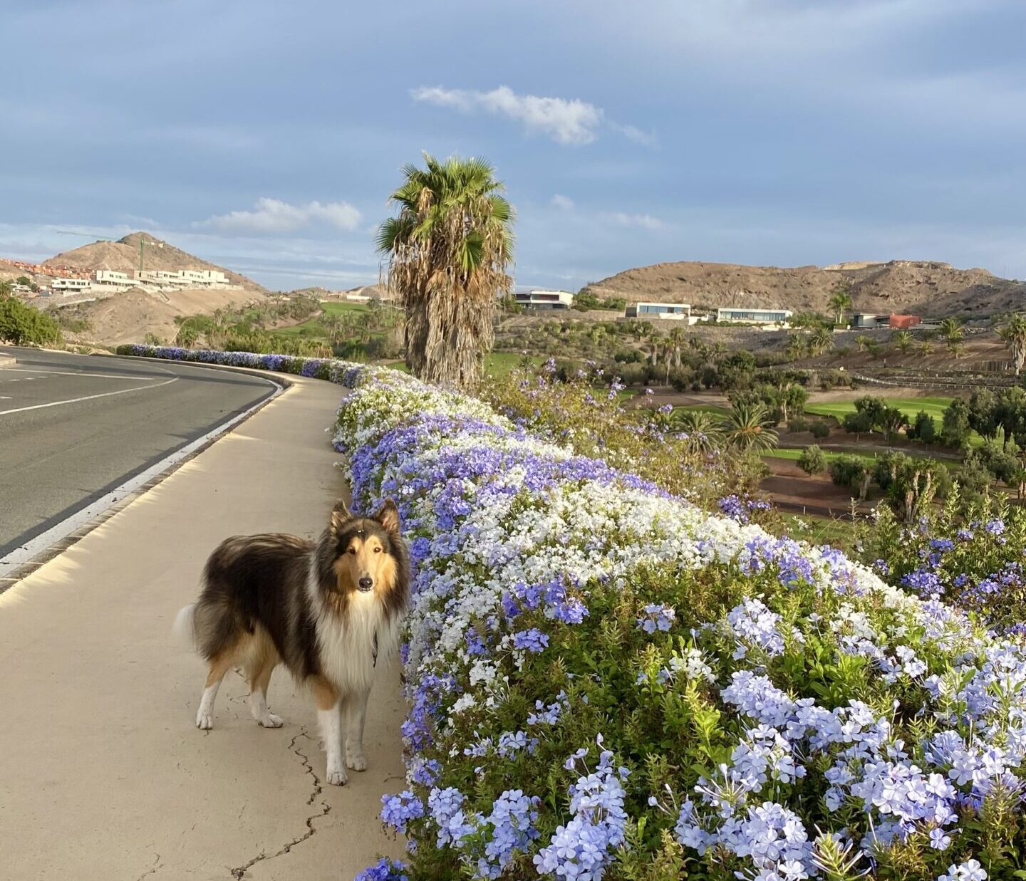 Salobre Golf Resort Gran Canaria – atmospheric course view