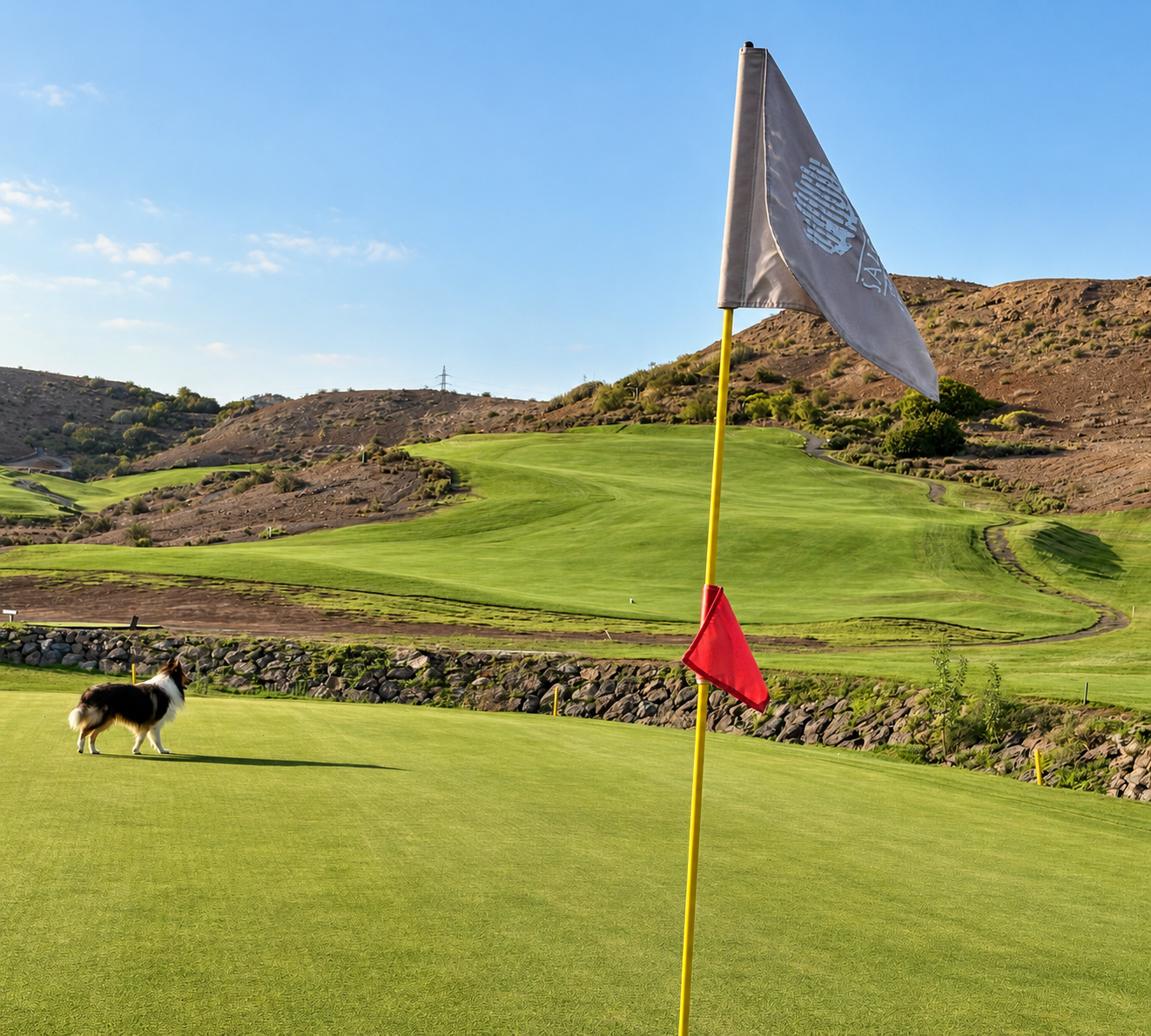 Collie auf dem New Course im Salobre Golf Resort auf Gran Canaria